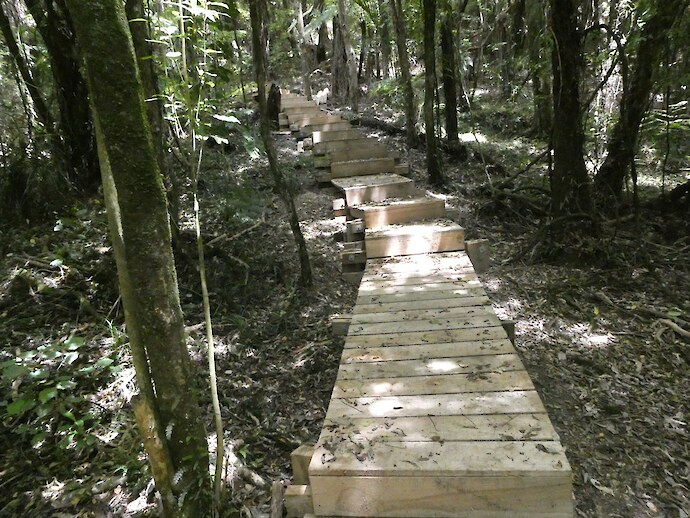 Continuation of board walk areas through the bush